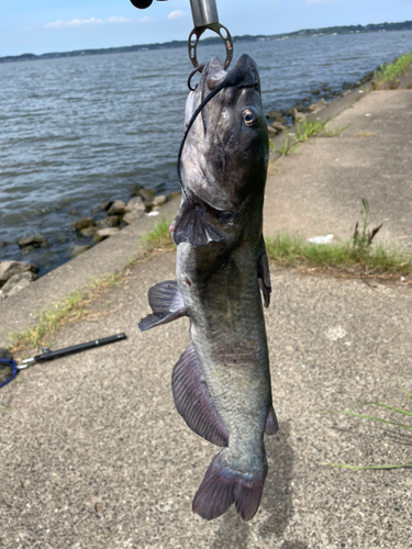 アメリカナマズの釣果