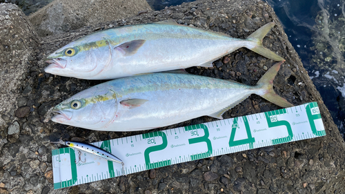 ハマチの釣果