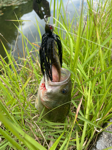 ブラックバスの釣果