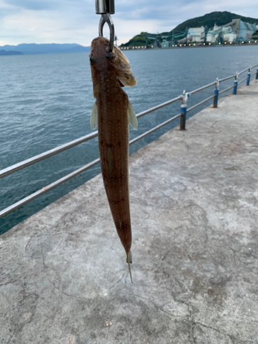 エソの釣果