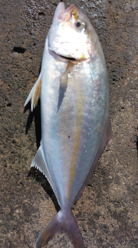 カンパチの釣果