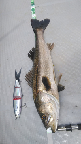 スズキの釣果