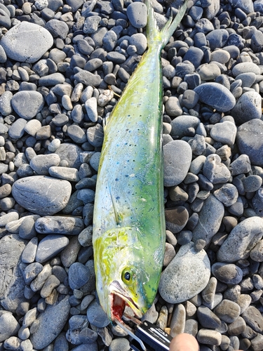 ソウダガツオの釣果