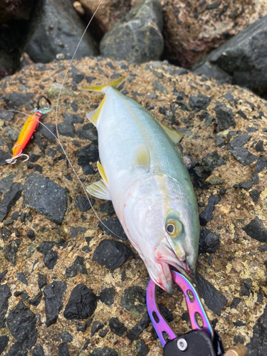 ツバスの釣果