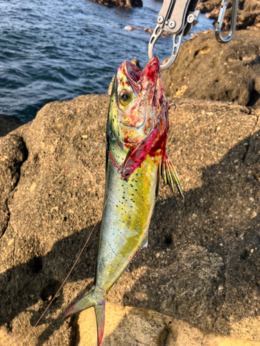 シイラの釣果