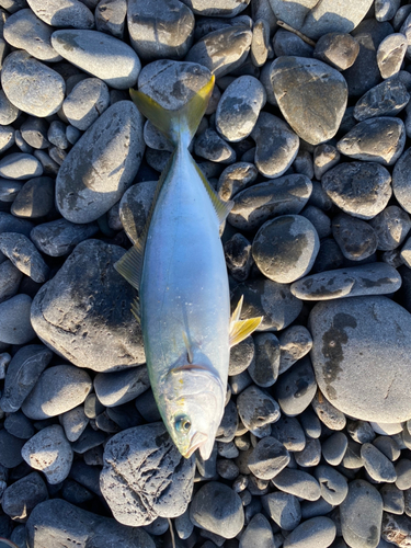 ワカシの釣果