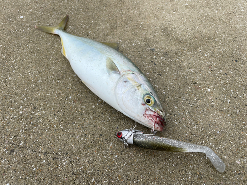 ヤズの釣果