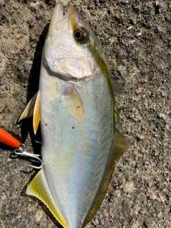 ショゴの釣果