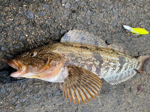 アイナメの釣果