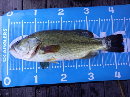 ブラックバスの釣果