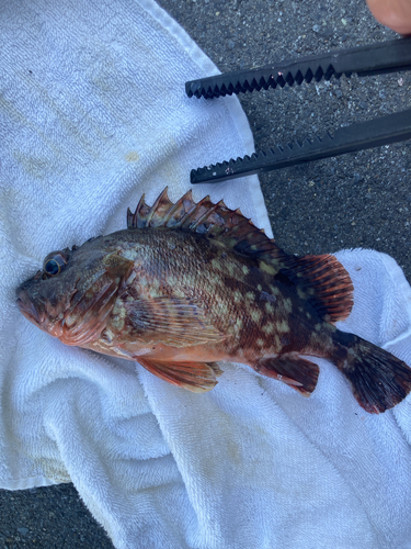 カサゴの釣果