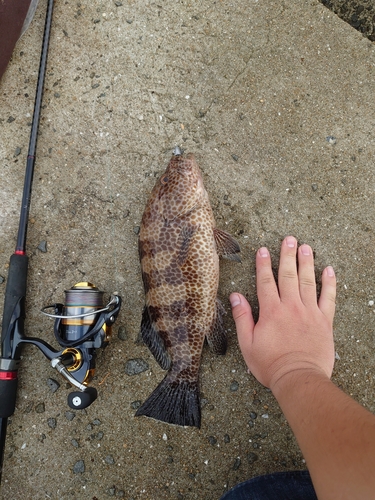 オオモンハタの釣果