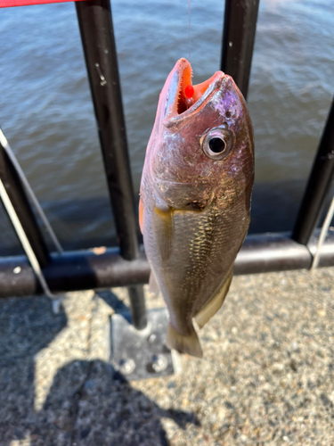 イシモチの釣果