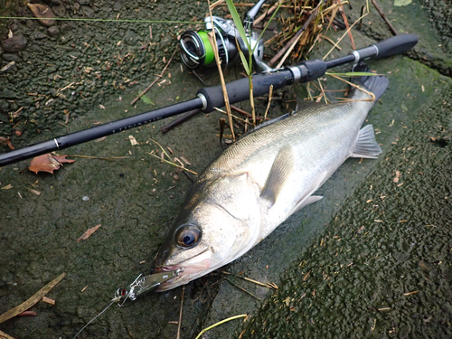 スズキの釣果