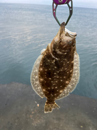 ヒラメの釣果