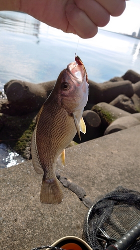 イシモチの釣果