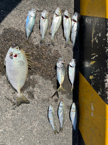 セイゴ（マルスズキ）の釣果