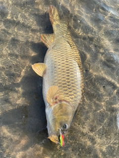 コイの釣果