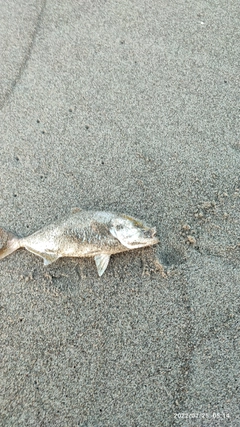 ショゴの釣果