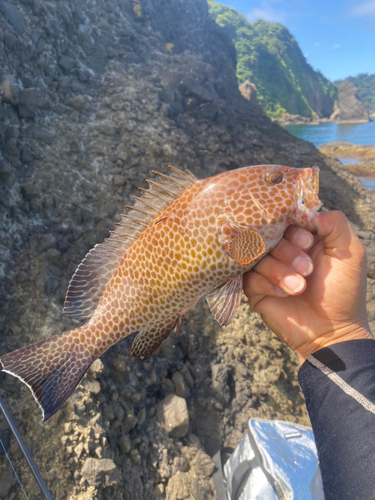 オオモンハタの釣果