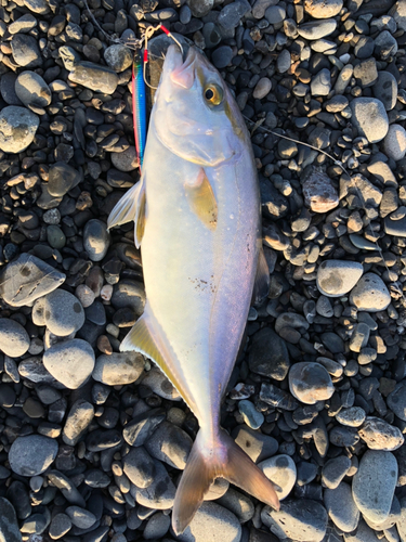 ショゴの釣果