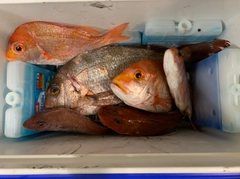 マダイの釣果