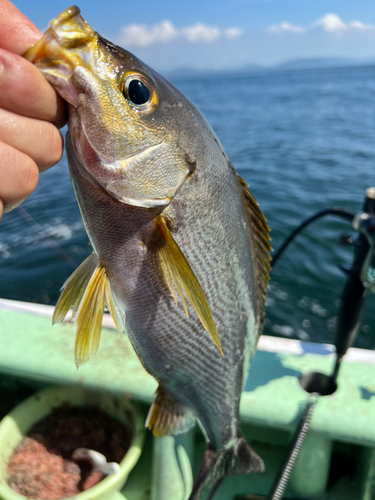 イサキの釣果