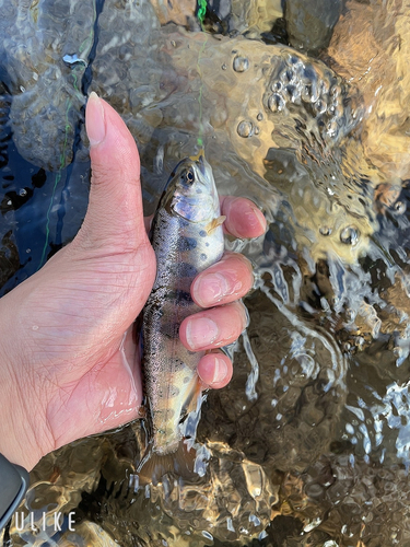 ヤマメの釣果