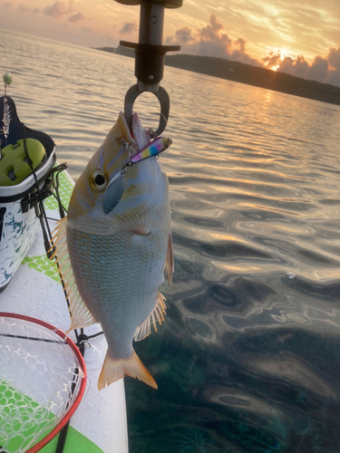 ハマフエフキの釣果