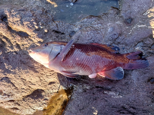 コブダイの釣果