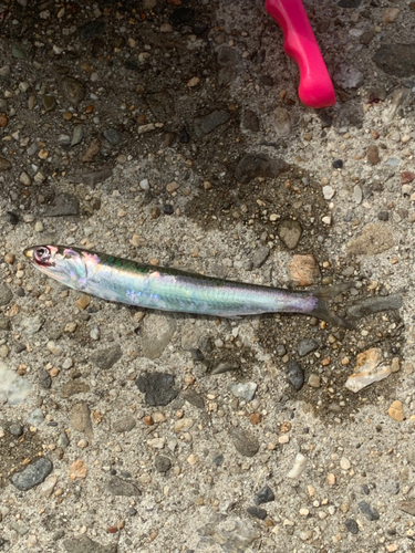 カタクチイワシの釣果