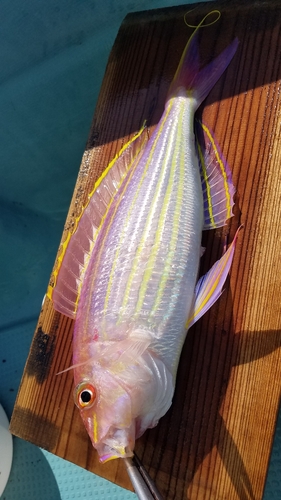 イトヨリダイの釣果