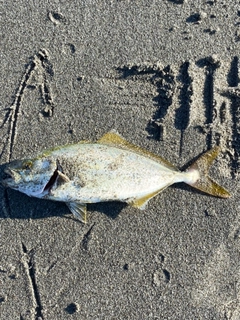 ショゴの釣果