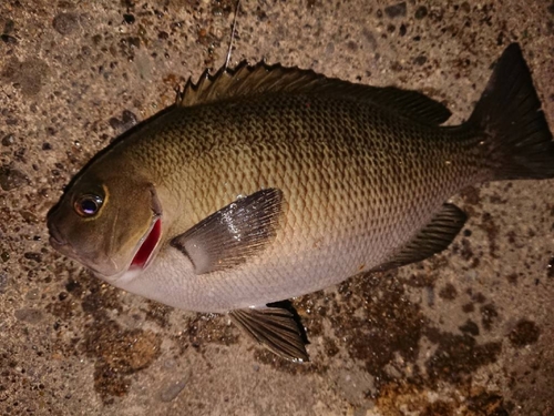 メジナの釣果