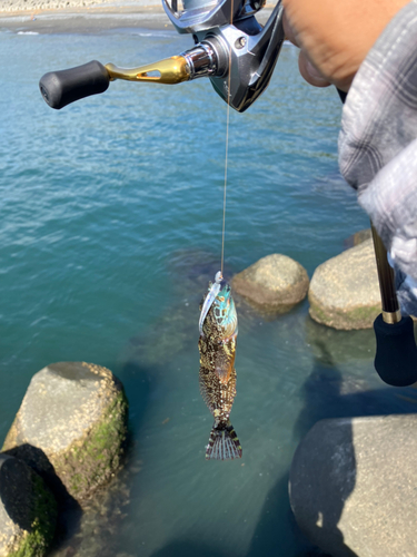 アナハゼの釣果