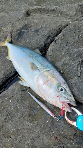 ハマチの釣果