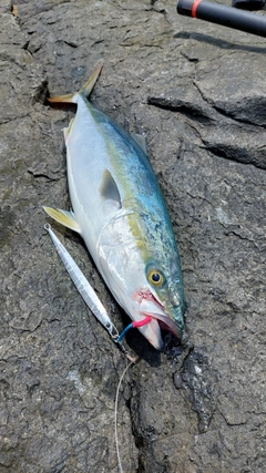 ハマチの釣果