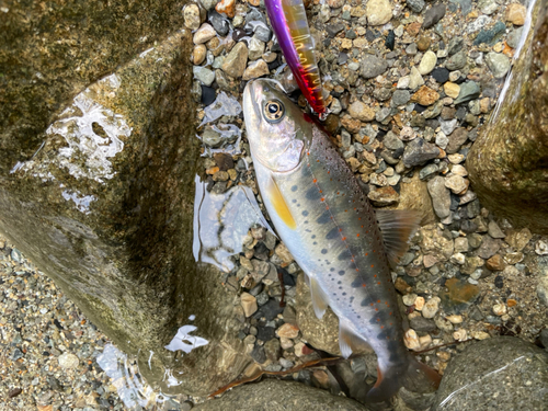 アマゴの釣果