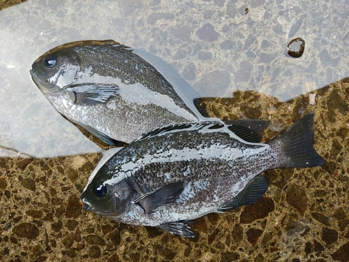 クロの釣果