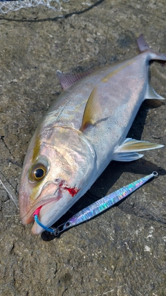 ネイリの釣果