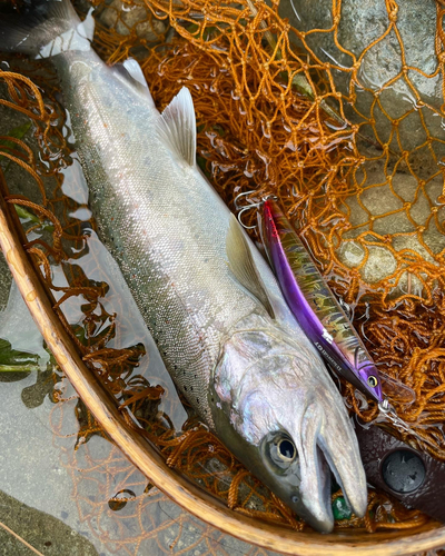 アマゴの釣果