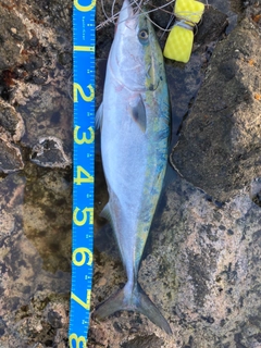ブリの釣果