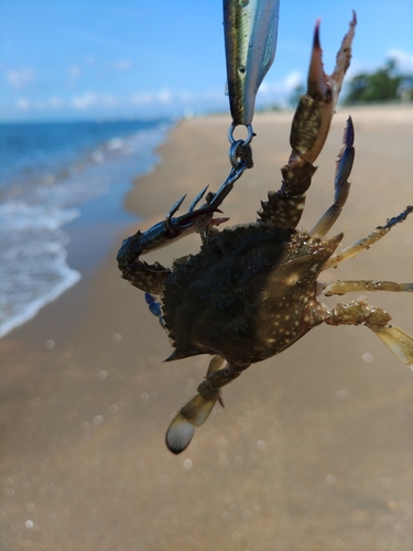 カニの釣果