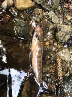 イワナの釣果