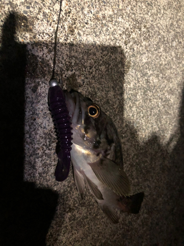 クロソイの釣果