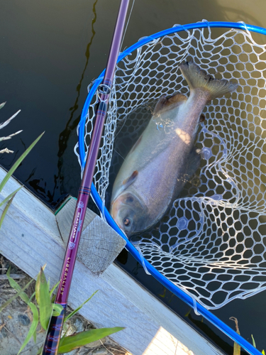 コロソマの釣果