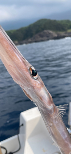 アオヤガラの釣果