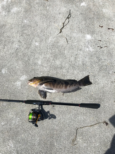 アイナメの釣果