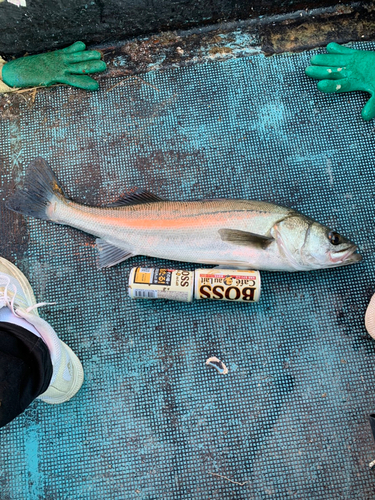 シーバスの釣果