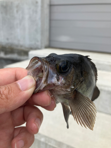 アカメバルの釣果